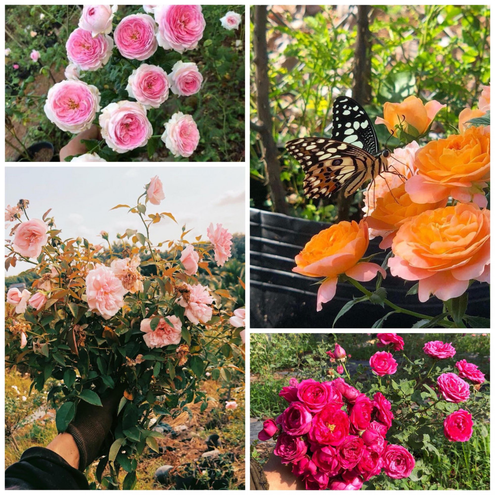 Hoa hồng không chỉ mang đến nguồn thu nhập mà còn mang lại cảm giác yên bình mỗi ngày cho chàng trai trẻ (Ảnh nhân vật cung cấp)