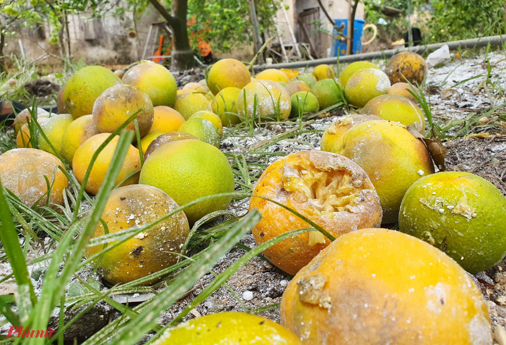 Cam Xã Đoài rụng chất thành đống dưới gốc cây