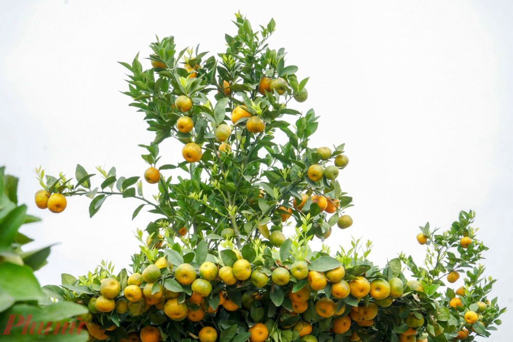 “Cây đủ điều kiện tạo thế phải là cây già từ 3 đến 5 năm, có tán rộng. Thời gian tạo thế phải mất từ 4 đến 5 ngày mới làm xong một cây. Vì không phải cây nào cũng làm được, nó phải có thế, tán rộng và sai trĩu quả thì mới gò được, ông nói.