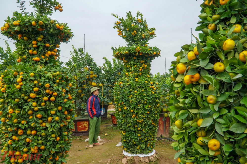 Đặc biệt, loại cây cảnh có dáng thế độc, lạ như đu đủ bonsai, quất, quýt lục bình… được các thương lái săn mua từ rất sớm.