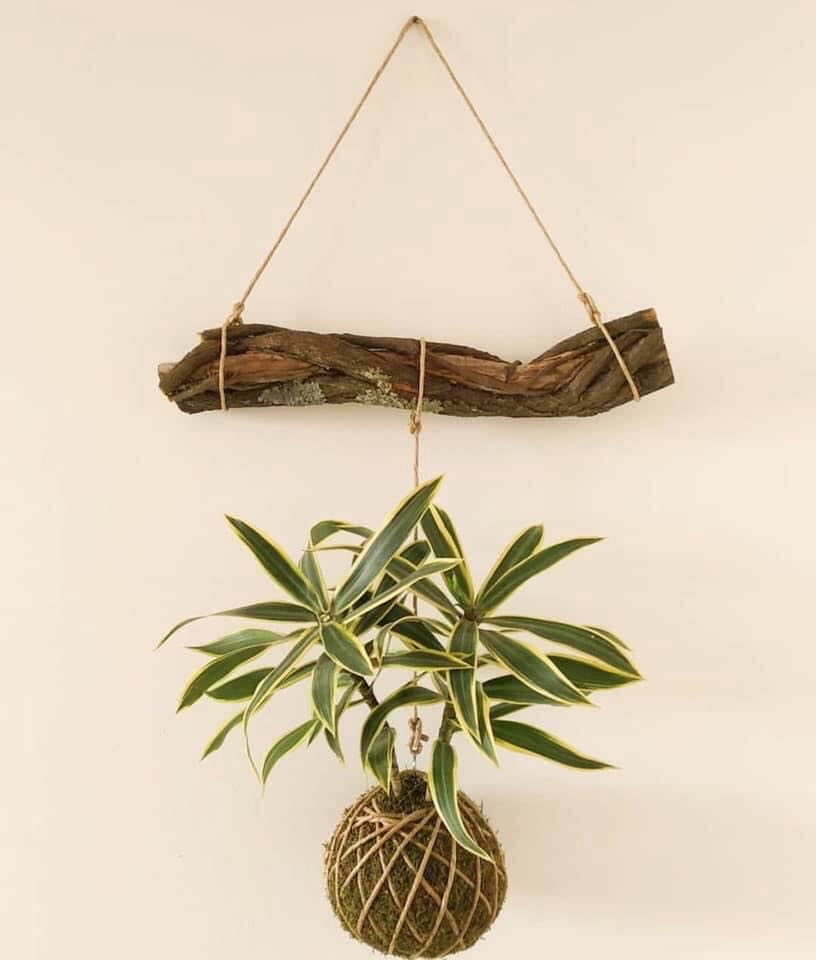 Từ cành củi khô, 2 anh em Tin đã cho ra đời tác phẩm treo cây trong nhà dễ thương(Ảnh nhân vật cung cấp)