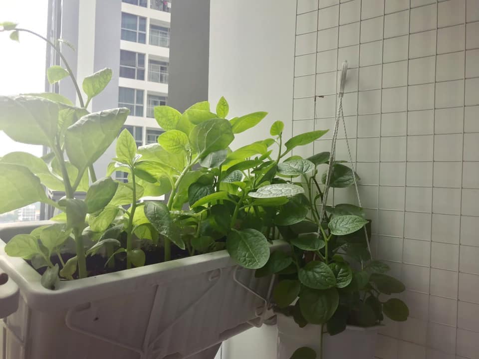 Tôi từng ấm ức vì dự định biến ban công thành góc sống ảo không thành khi mẹ chồng lật tung lên để trồng rau. Ảnh Trúc Ly