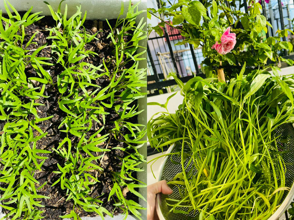 Nữ diễn viên đã trồng nhiều rau và thu hoạch được lứa rau muống đầu tiên