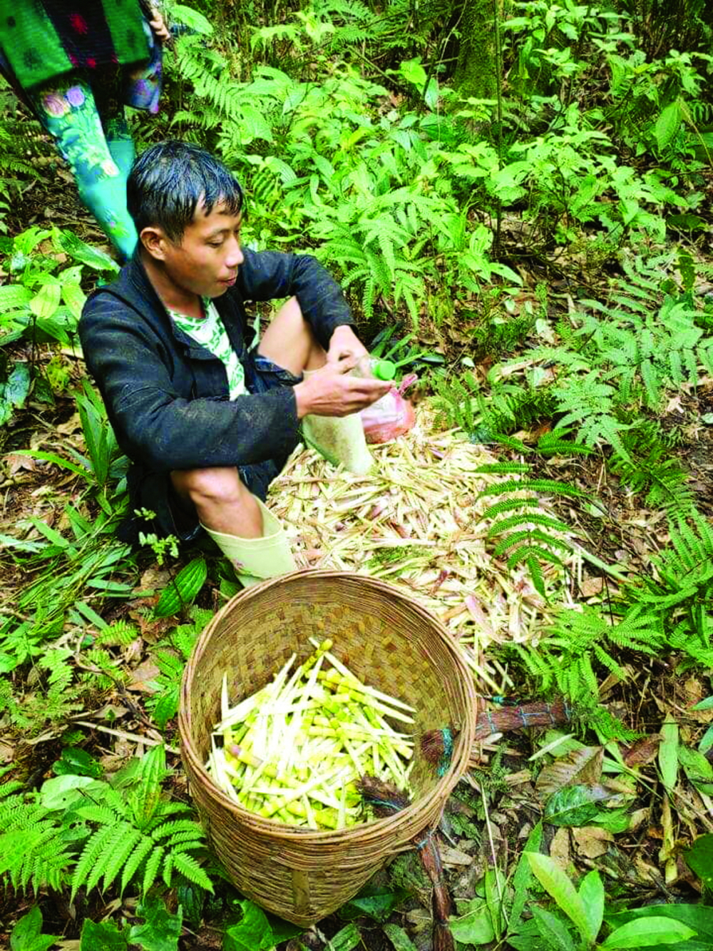 Mùa măng trúc cũng là dịp người dân nơi đây kiếm thêm thu nhập từ việc hái măng bán cho du khách