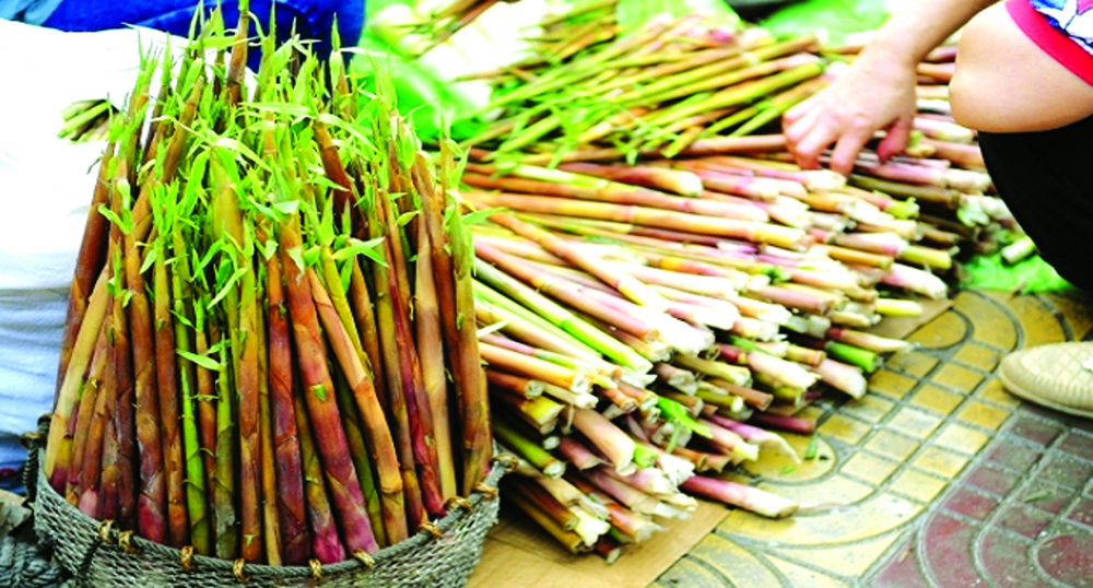 Thu sang cũng là lúc mùa măng trúc Yên Tử trở mình