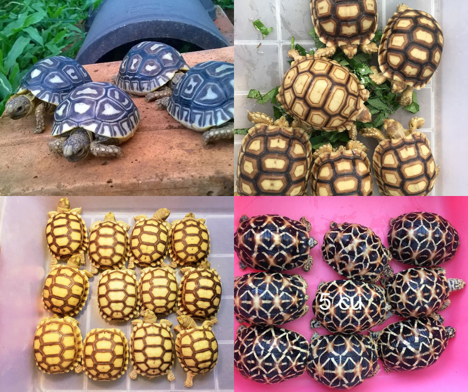 Nhiều người chơi rùa kiểng đang nuôi, nhốt các loài rùa quý hiếm trái phép.