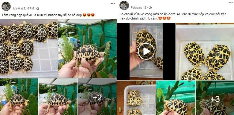 Hình ảnh Thắng rao bán rùa trên mạng xã hội.