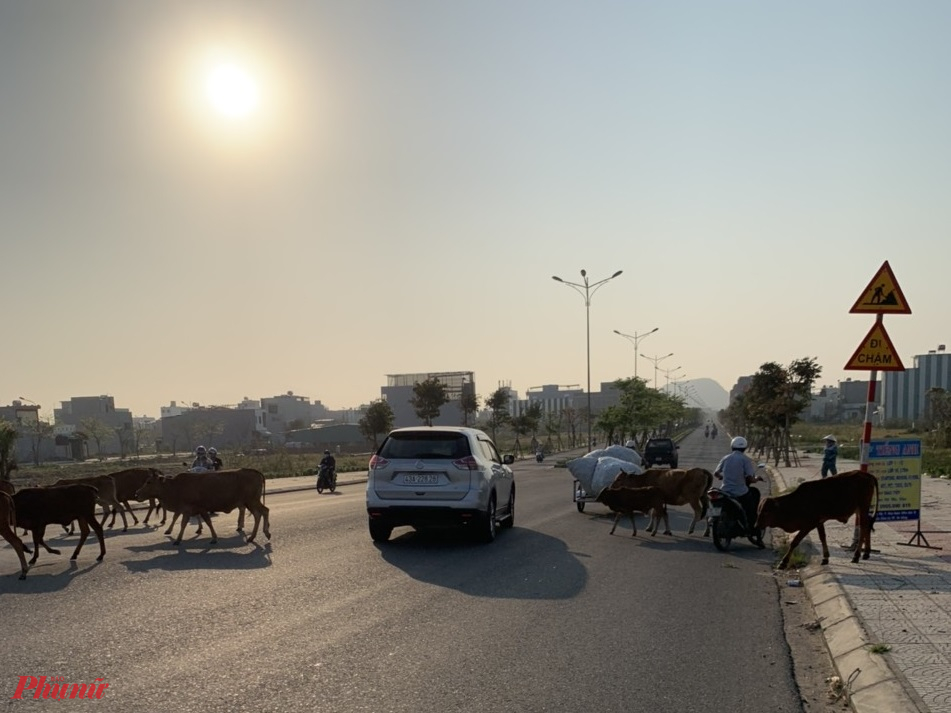 Gia súc chăn nuôi đi lang thang trong phố gây mất an toàn giao thông