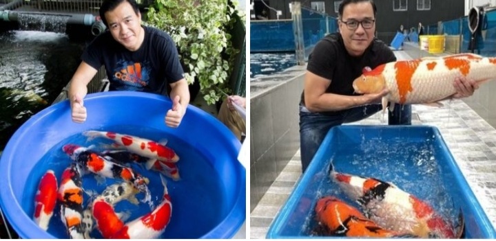 Vua cá Koi những ngày gian nan gầy dựng sự nghiệp (Ảnh internet)
