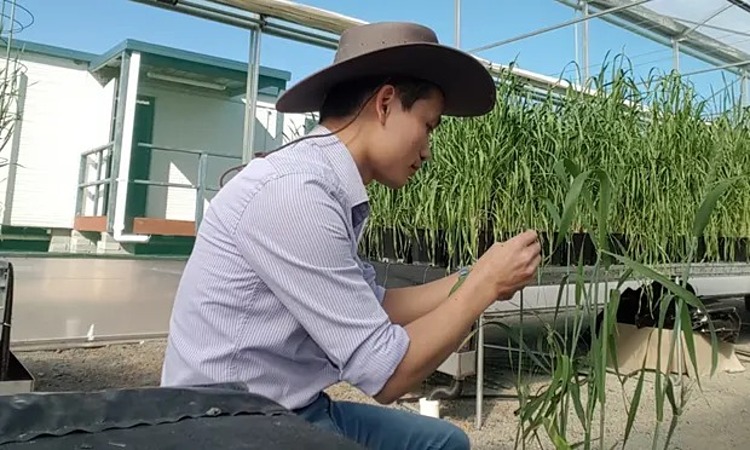 Dr. Hoan Dinh comes from a poor farming family in Vietnam and was granted a scholarship by the Australian government to study agricultural science at the University of Sydney - Photo: Hoan Dinh/USYD
