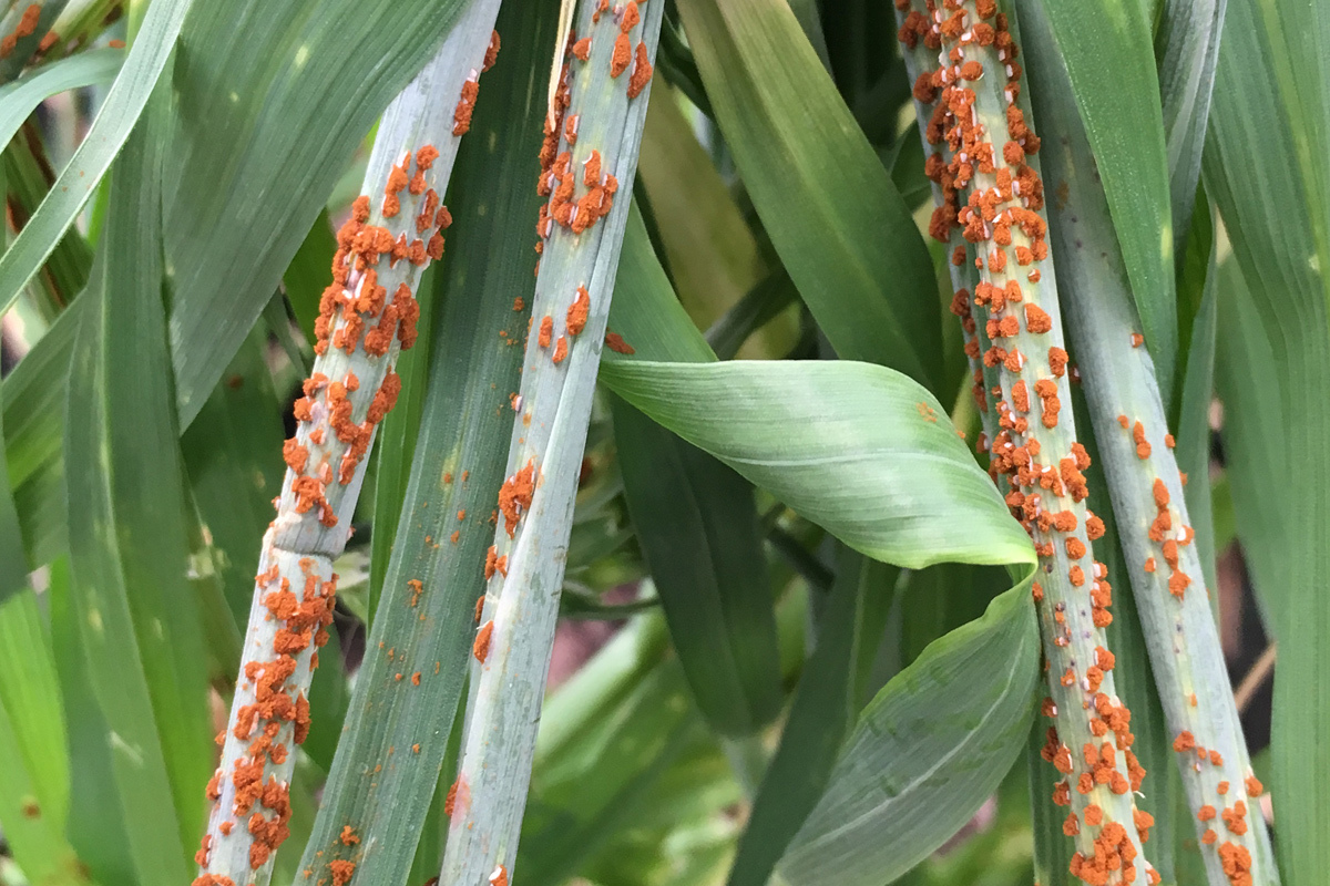 Barley rust contributes to global food insecurity - Photo: Karanjeet Sandhu & Robert Park/USYD