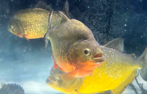 Bị cấm, cá piranha vẫn được bán tràn lan