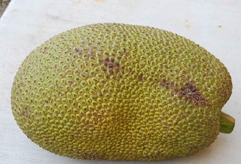 Trộm 1 trái mít, lãnh hơn 2 năm tù - ảnh 1