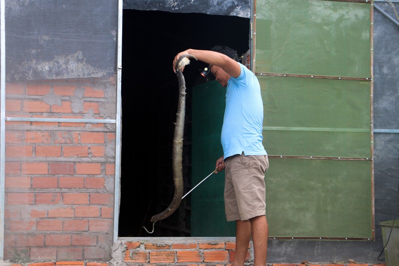 Nuôi loài cực độc, nông dân miền Tây bỏ túi 100 triệu/tháng - ảnh 7