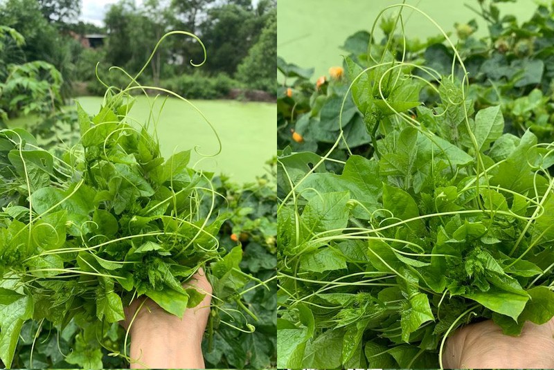 Ngọn nhãn lồng chấm mắm nêm ăn ngon phải biết - ảnh 3