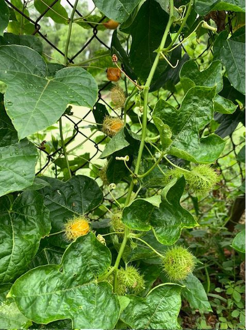 Ngọn nhãn lồng chấm mắm nêm ăn ngon phải biết - ảnh 2