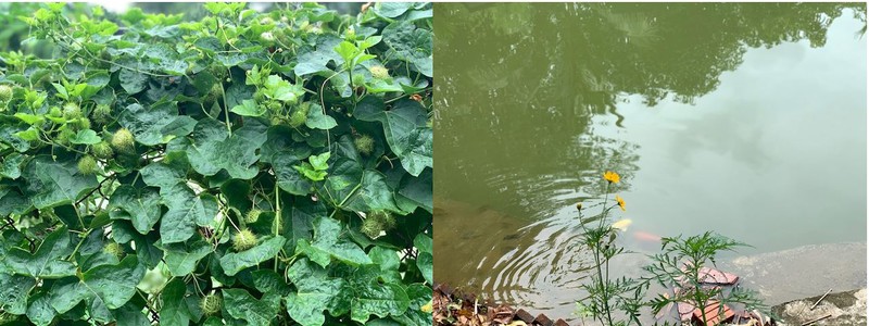 Ngọn nhãn lồng chấm mắm nêm ăn ngon phải biết - ảnh 1