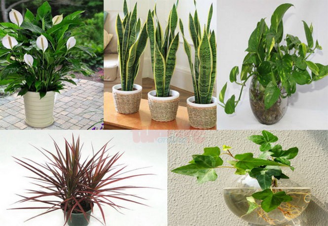 Những loại cây trồng trong nhà vừa lọc sạch không khí, vừa mang tài lộc cho chủ