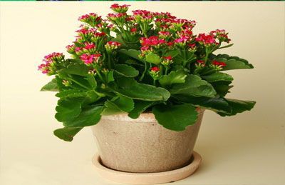 Những loại cây trồng trong nhà vừa lọc sạch không khí, vừa mang tài lộc cho chủ - ảnh 1