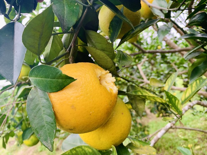 Dân bất lực nhìn hàng chục tấn cam rụng thối dưới gốc sau mưa lũ - ảnh 11