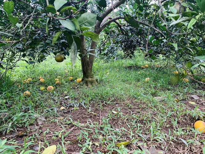 Dân bất lực nhìn hàng chục tấn cam rụng thối dưới gốc sau mưa lũ - ảnh 10