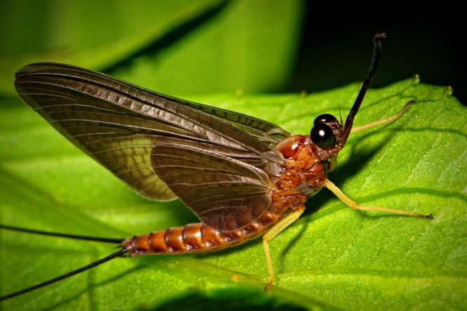 10 loài động vật có tuổi thọ ngắn nhất thế giới - ảnh 1