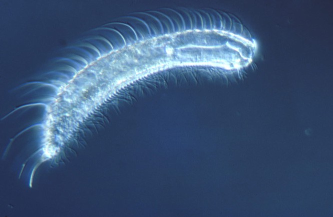 10 loài động vật có tuổi thọ ngắn nhất thế giới - ảnh 2