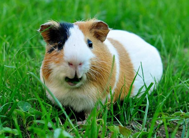 10 loài động vật có tuổi thọ ngắn nhất thế giới - ảnh 9