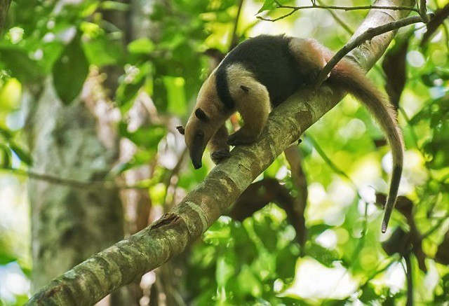 Top 10 loài động vật ‘bốc mùi’ nhất thế giới - ảnh 3