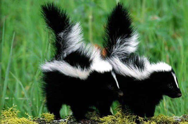 Top 10 loài động vật ‘bốc mùi’ nhất thế giới - ảnh 9