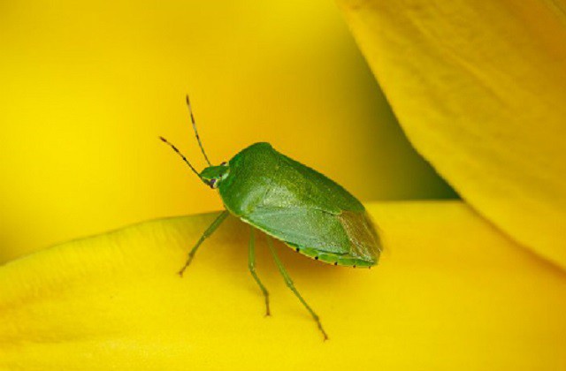 Top 10 loài động vật ‘bốc mùi’ nhất thế giới - ảnh 6