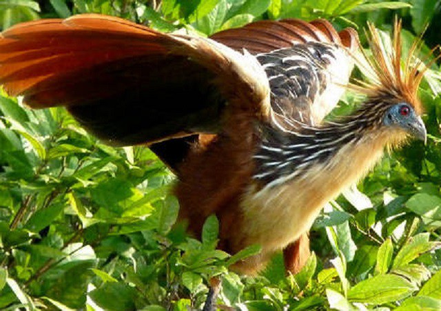 Top 10 loài động vật ‘bốc mùi’ nhất thế giới - ảnh 1