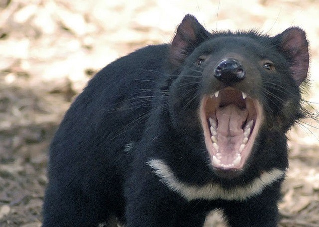 Top 10 loài động vật ‘bốc mùi’ nhất thế giới - ảnh 4