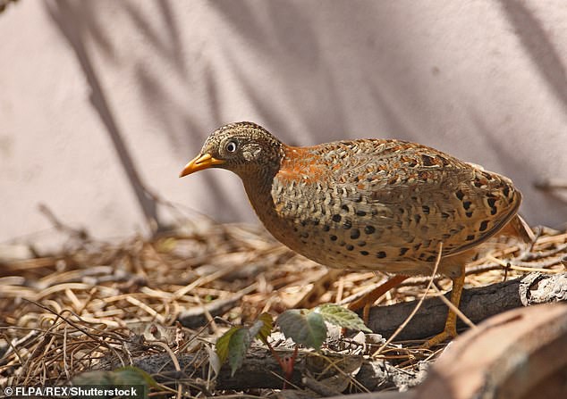 Đổ xô lên núi vì 'tiếng rồng khóc', ngàn người té ngửa khi thấy một con chim - ảnh 2
