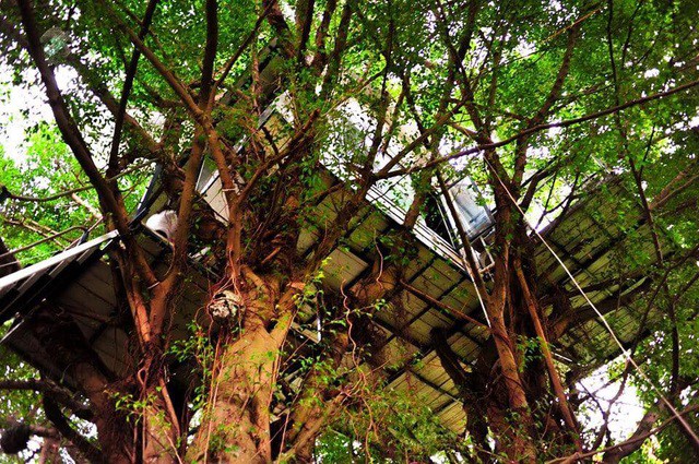 Cận cảnh những ngôi nhà 'treo mình' trên cây, 'độc' nhất Việt Nam - ảnh 4