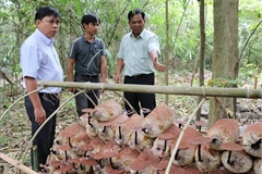 Genome of rare Linhzhi mushroom conserved