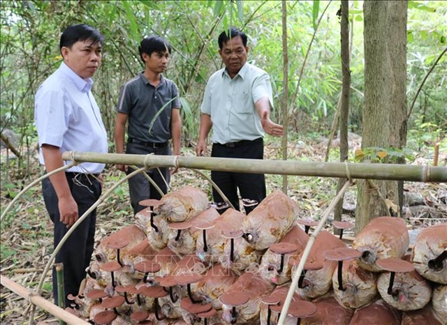 Genome of rare Linhzhi mushroom conserved