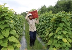 Mekong Delta farmers switch to other crops in response to climate change