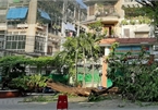 One student killed, 12 injured as tree falls at school
