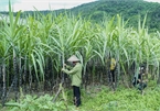 VN initiates anti-dumping investigation on sugar imported from Thailand