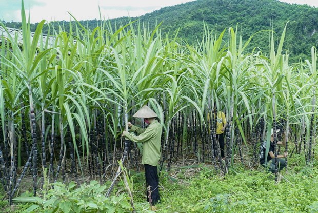 VN initiates anti-dumping investigation on sugar imported from Thailand