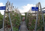 Rooftop garden is peaceful retreat, food resource for HCM City family