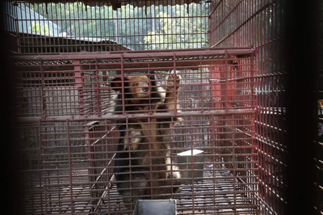 Over 1,130 wild animals rescued in VN in 2020