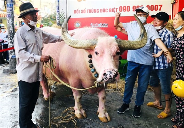 Large pink bull in HCM City captivates locals
