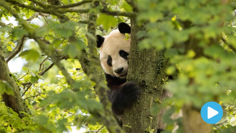 Animals live streaming eases boredom at home