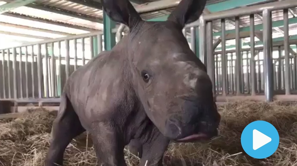 Baby rhino born in the middle of COVID-19