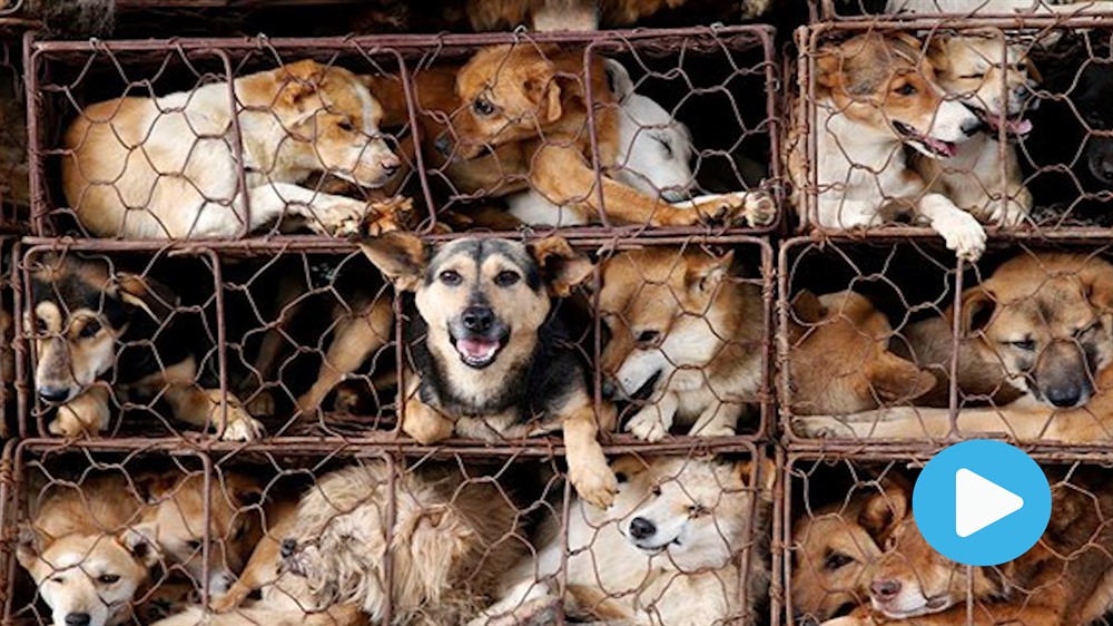 Animal charity calls on Government to ban dog and cat meat trade
