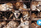 Animal charity calls on Government to ban dog and cat meat trade