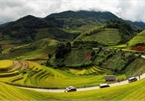 Wonderful yellow terrace rice fields