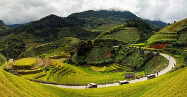 Wonderful yellow terrace rice fields